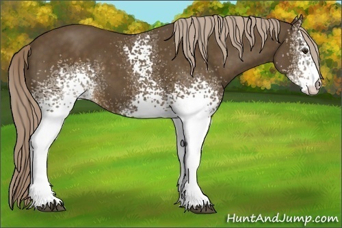 Horse Color: White Spotted Chocolate Palomino 