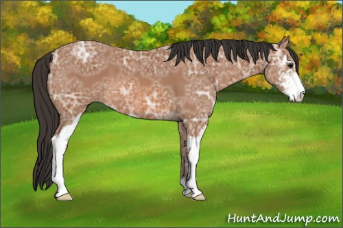 Horse Color: Bay Ice Sabino 