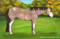 Horse Color:Bay Ice Sabino 