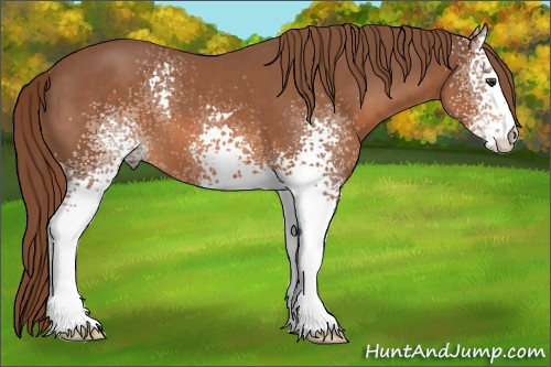 Horse Color: White Spotted Liver Chestnut 