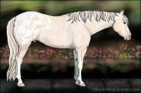 Horse Color:Gray Silver Amber Cream Champagne Ice Roan Dun Splash Tobiano Frame Appaloosa Rabicano 