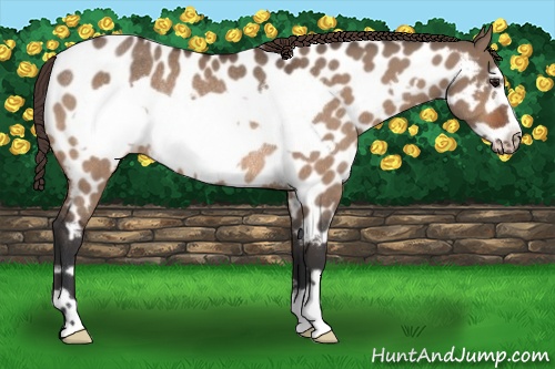 Horse Color: Bay Dun Frame Near Leopard Rabicano 