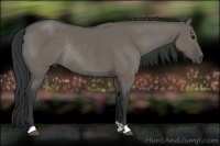 Horse Color:Grullo Rabicano 