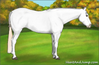 Horse Color:Chestnut Tobiano Blanket 