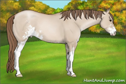 Horse Color:Grullo Pearl Sabino