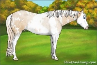 Horse Color:White Spotted Palomino Sabino Splash