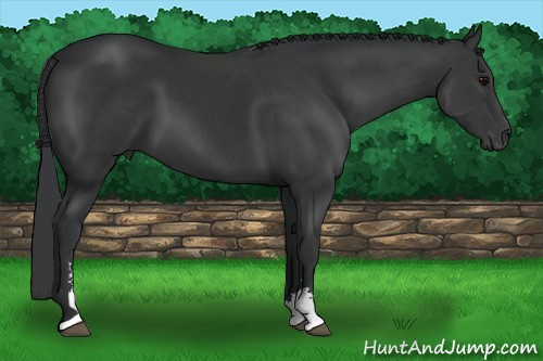Horse Color: Brown Sabino 