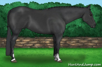 Horse Color:Brown Sabino