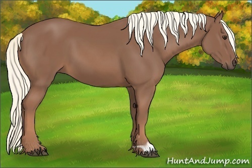 Horse Color: Chestnut 