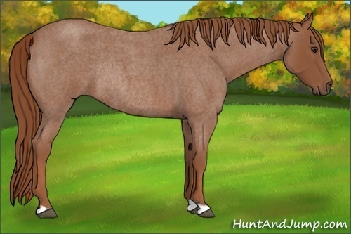 Horse Color: Red Roan Rabicano 