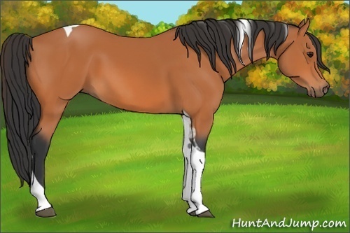 Horse Color: Unknown 