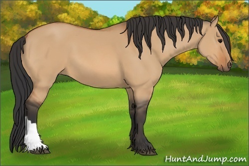 Horse Color:Bay Dun 