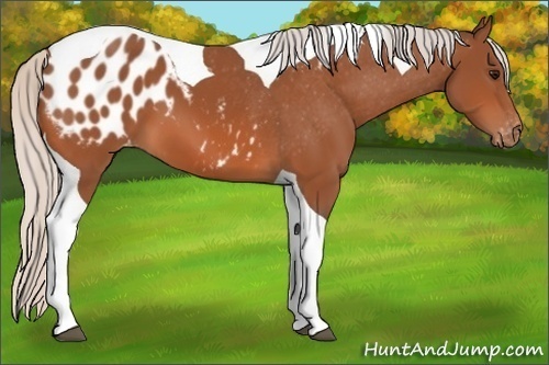 Horse Color: Unknown 