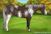 Horse Color:White Spotted Silver Brown Sabino 