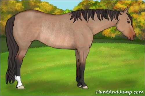 Horse Color: Bay Dun Rabicano 
