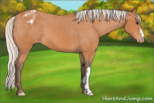 Horse Color: Unknown 