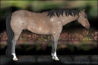 Horse Color:Brown Dun 