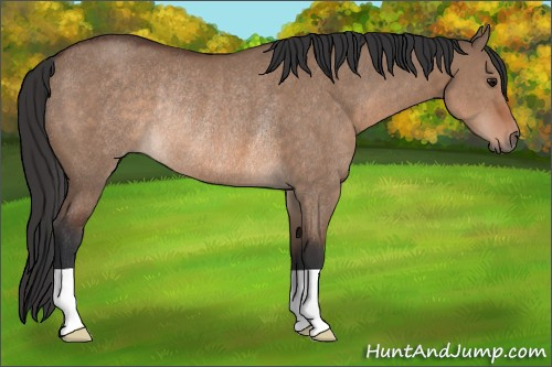 Horse Color: Unknown 