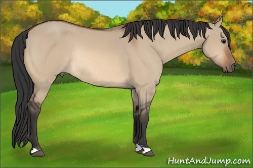Horse Color: Bay Dun Rabicano 