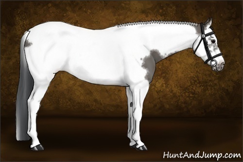 Horse Color:Grullo Splash Tobiano Frame