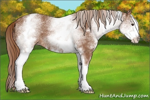 Horse Color:White Spotted Chestnut Sabino