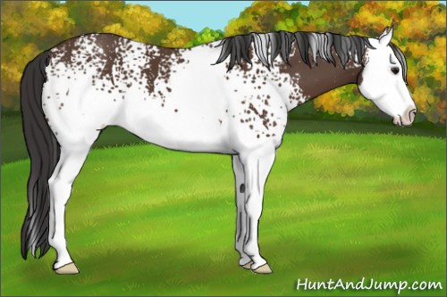Horse Color: White Spotted Brown Splash 
