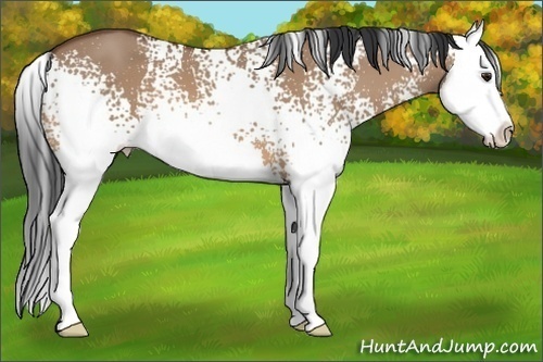 Horse Color: Unknown 