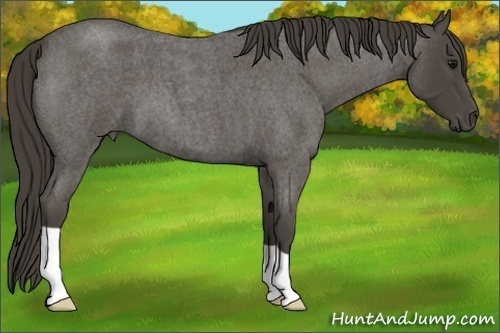 Horse Color: Unknown 