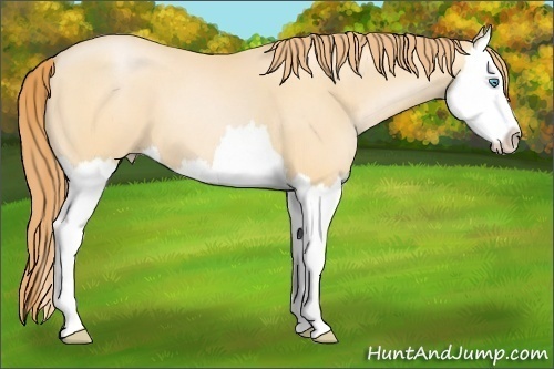 Horse Color: Unknown 