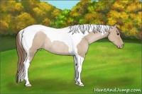 Horse Color:Grullo Pearl Tobiano Rabicano 