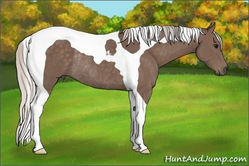 Horse Color: Silver Black Tobiano Rabicano 