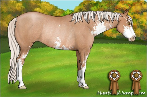 Horse Color: Silver Bay Pearl Sabino Rabicano 