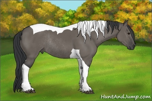 Horse Color: Grullo Tobiano Rabicano 
