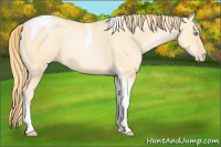 Horse Color:Buckskin Roan Pearl Tobiano