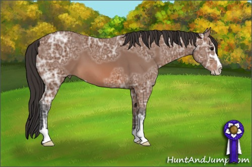 Horse Color: Bay Ice Sabino 
