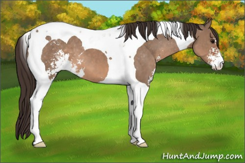 Horse Color: Brown Dun Sabino Tobiano Blanket 