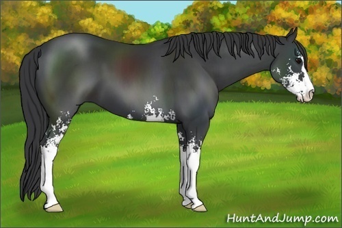 Horse Color: Black Sabino 