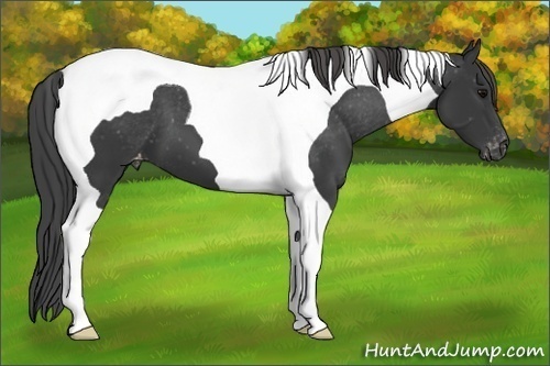 Horse Color: Black Tobiano Varnish 