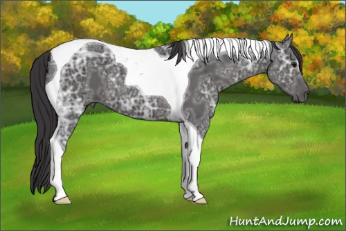 Horse Color: Smoky Black Ice Tobiano 