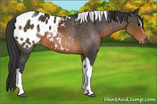 Horse Color: Brown Sabino Tobiano Blanket 