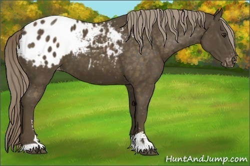 Horse Color:Chocolate Palomino Sabino Appaloosa 