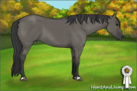 Horse Color:Grullo