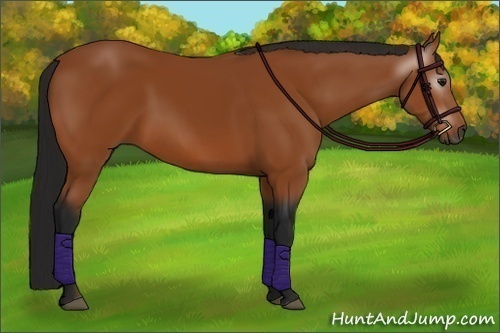 Horse Color:Gray Bay 