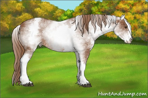 Horse Color: White Spotted Chestnut Sabino 