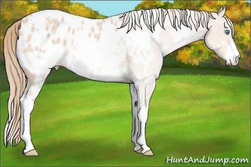 Horse Color: White Spotted Perlino Sabino Blanket 