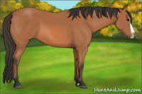 Horse Color:Bay Splash 