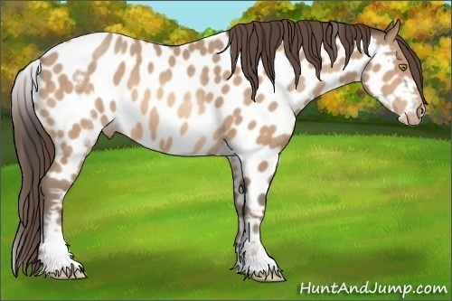 Horse Color: White Spotted Amber Champagne Near Leopard 