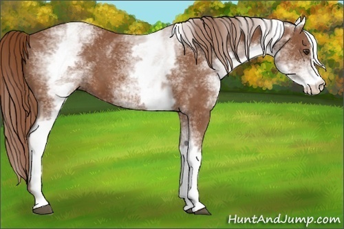 Horse Color: White Spotted Chestnut Sabino 