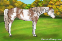 Horse Color:White Spotted Liver Chestnut Sabino 