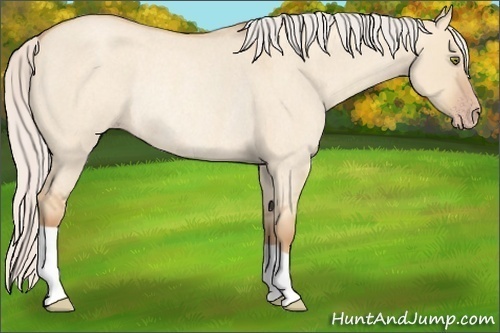 Horse Color: Silver Classic Champagne Roan Dun Rabicano 